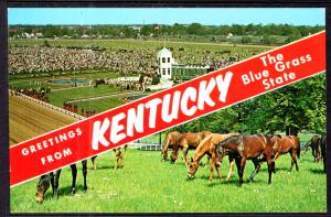 Greetings From Kentucky Horses