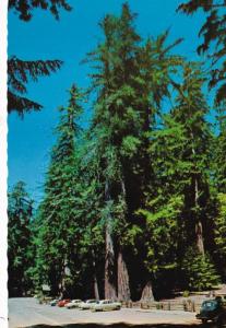 California Big Basin Redwood State Park Compass Group 1979