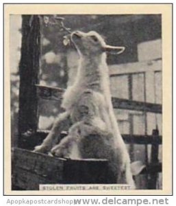 Phillips Cigarette Card Our Favorites No 39 Goat Stealing Fruit