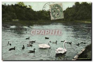 Old Postcard Bois de Boulogne Swans and ducks on the lake Swan