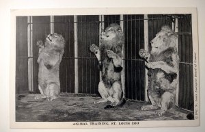 Lion Postcard Animal Training Show St louis Zoo 1947 Exhibit Vintage Unposted