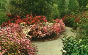 Vintage Postcard Magnolia Gardens Azalea Rev. John Grimke-Drayton Charleston SC