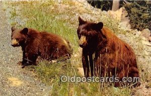 American Black Bear Bear Postcard