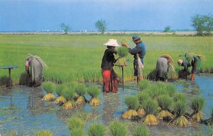 Cultivation of the Rice Thailand Unused 