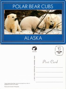 Polar Bear Cubs, Alaska (23645