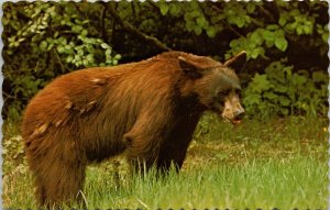 Brown Bear British Columbia BC Cinnamon Bear Unused Vintage Postcard H35