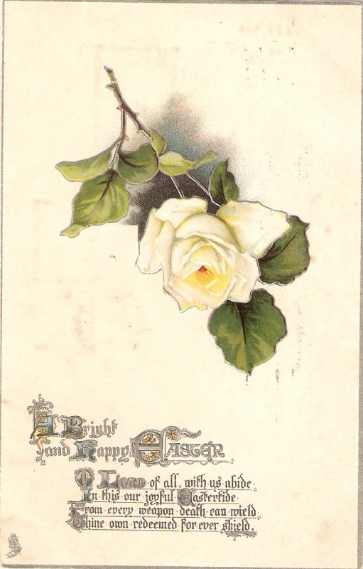 Beautiful white  rose. Easter Message TuckEaster Series PC #3640