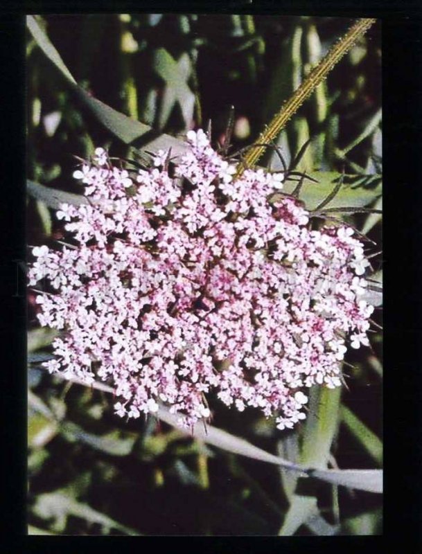 211979 SPAIN CADIZ beautiful flowers photo