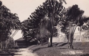 Singapore Malaya Traveling Tree Real Photo Old Postcard