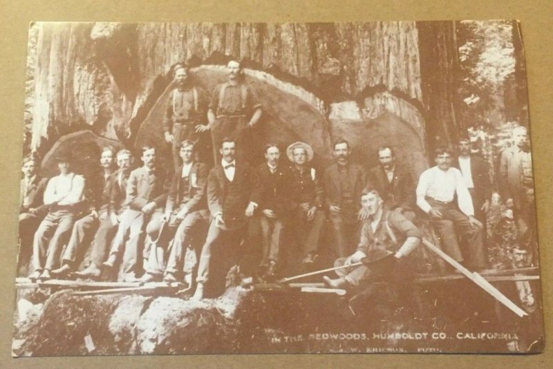 VINTAGE UNUSED  PC LOGGERS IN THE REDWOODS HUMBOLDT CO CAL. A W ERICSON FOTO