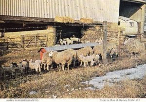 Berkhamsted Lambs Cattle Farm Farming Hertfordshire Womens Institute Postcard