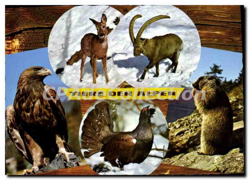 Postcard Modern Tiere der Alpen Alpina Qualibat Verkault Sich Besserl