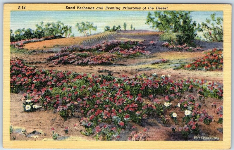 1938 Near Tucson, AZ Flowers Sand Verbenas Evening Primroses Linen Teich PC A246