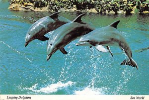 Leaping Dolphins Sea World Fishing Unused 