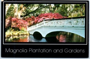 Magnolia Plantation and Gardens, Charleston, South Carolina, USA M-96927