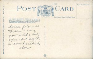 Hawaii HI Night Blooming Crocus c1910 Vintage Postcard