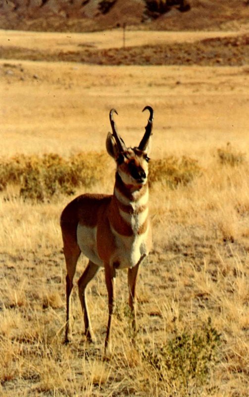 Pronghorn Antelope