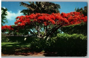 The Flame Tree Red Blossoms of the Royal Poinciana Hawaii Postcard Posted 1961