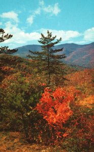 Postcard An Autumn Scene Near Buck Creek Gap Blue Ridge Parkway Mt. Mitchell