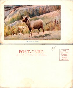 Mountain Sheep (16736