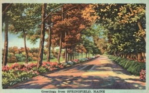 1946 Greetings From Springfield Maine Tree Lined Path, Vintage Postcard