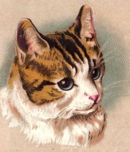 1880s John H. Whittaker Architect Adorable Cats Lot Of 2 F133