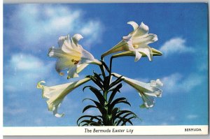 Bermuda Easter Lily Grown for Export and Making Perfume Bermuda Postcard