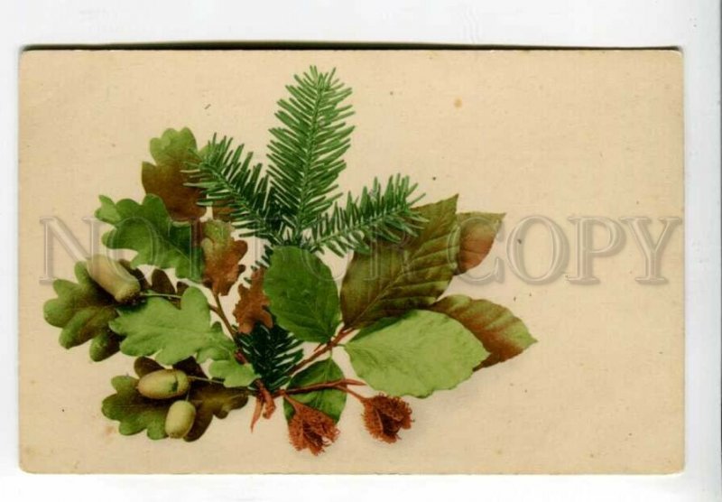 3157619 OAK ACORN spruce Chestnut Vintage PHOTO Martin Rommel