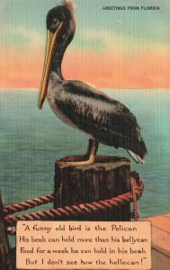 Vintage Postcard Greetings From Florida Funny Old Bird Pelican