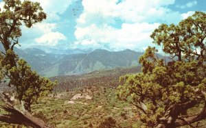 Vintage Postcard 1980's Pikes Peak Framed by Ancient Junipers Garden of the Gods