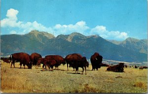 Vtg Buffalo Herd Mission Range Western Montana MT Postcard