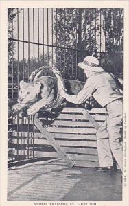 Animal Training Saint Louis Zoo Saint Louis Missouri