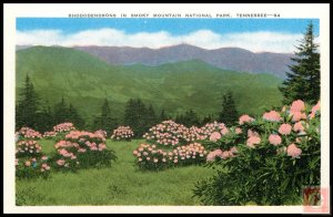 Rhododendrons in Smoky Mountain National Park, Tenn