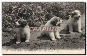 Old Postcard Little Mountain Dogs kennel club d & # 39Argeles Dog