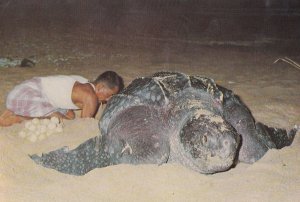 Thailand Man With Giant  Asian Tortoise Postcard