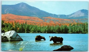 Postcard - Bull Moose and Cow at Sandy Stream Pond, Baxter State Park - Maine