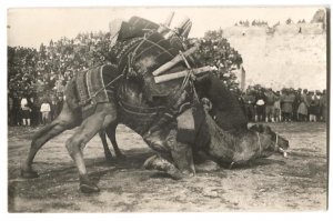 RPPC Postcard Men With Camels c. 1900s #2