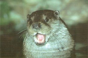 Otter animal Nice modthern Spanish photo  PC. Size 15 x 10,5 cms