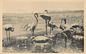 CHICAGO FIELD MUSEUM NATURAL HISTORY~FLAMINGO~PHOTO CARD-POSTCARD SIZE