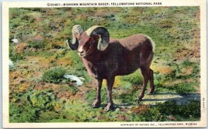 Postcard - Bighorn Mountain Sheep, Yellowstone National Park, Wyoming, USA