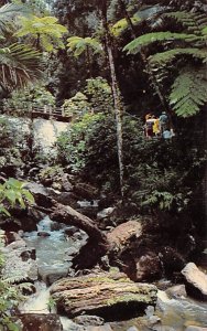 El Yunque Rain Forest El Yunque Puerto Rico Postcard
