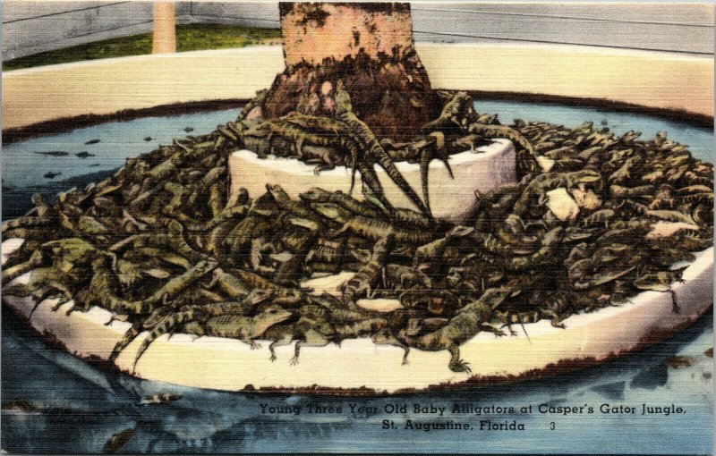 Vtg 1940s Young Baby Alligators at Caspers Gator Jungle St Augustine FL Postcard