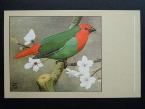 Bird Theme PARROTFINCH c1950s Postcard by P. Sluis Series 6 No.64