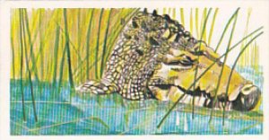 Brooke Bond Vintage Trade Card Vanishing Wildlife 1978 No 38 Estuarine Crocodile