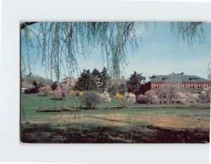 Postcard Magnolias and Forysthias bloom together Arnold Arboretum Boston MA USA