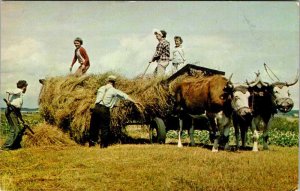 Postcard FARM SCENE Hay Making Nova Scotia NS AK2235