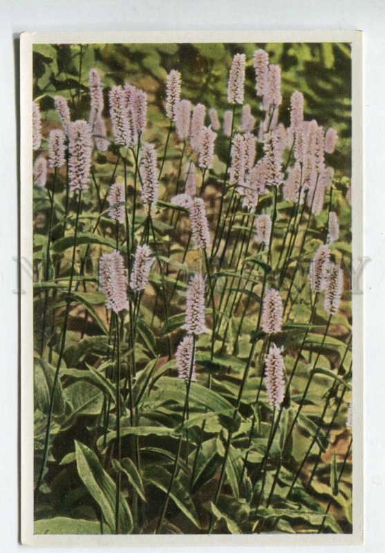 428013 Flower Polygonum Bistorta Vintage Sammelwerk Tobacco Card w/ ADVERTISING