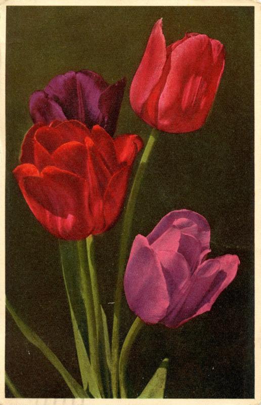 Flowers - Tulips