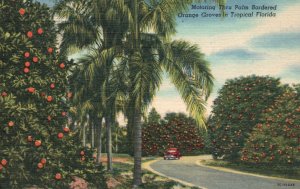 Vintage Postcard 1957 Motoring Thru Palm Bordered Orange Groves Tropical Florida