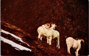 Mountain Sheep Family in Mountains Alaska Postcard